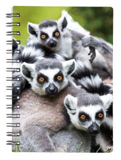 Obrázek z Notes 3D 9x13cm - lemur 